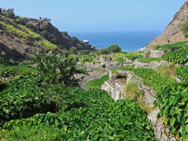 Grüne Terrassenfelder, auf denen Gemüse wächst, überm blauen Atlantik bei Tarrafal, Santo Antao, Kapverden