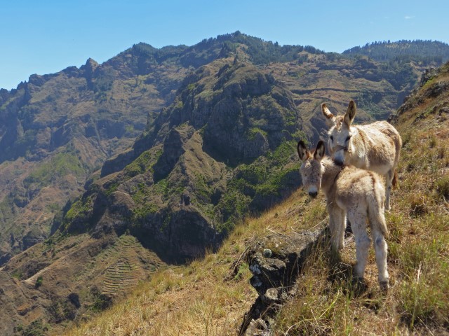 Zwei Esel stehen an einem Abhang in der Bergwelt auf Santo Antao, Kapverden