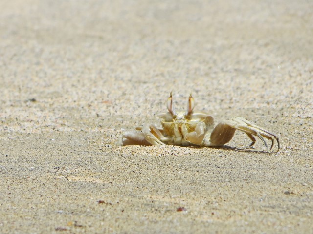 Neugieriger Krebs mit großen Augen am Strand von Maio, Kapverden