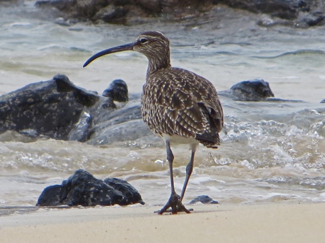 Brauner gescheckter Vogel mit langem Schnabel am Strand