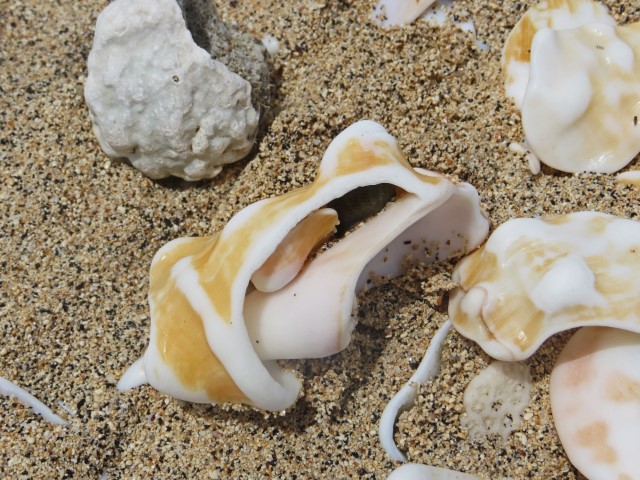 Schalen von Kaurimuscheln am Strand auf Maio, Kapverden