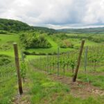 Blick über ein hügeliges grünes Weinfeld in Luxemburg