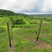 Blick über ein hügeliges grünes Weinfeld in Luxemburg