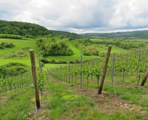 Blick über ein hügeliges grünes Weinfeld in Luxemburg