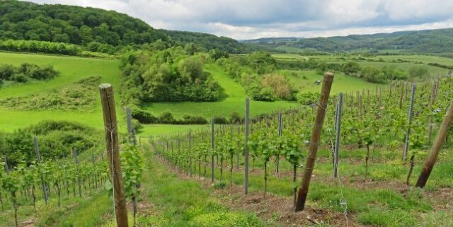 Blick über ein hügeliges grünes Weinfeld in Luxemburg