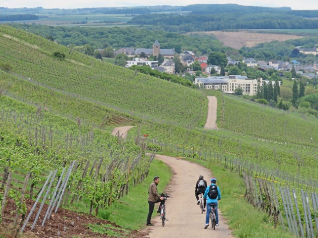 Radweg durch eine Landschaft in Luxemburg mit Weinfeldern