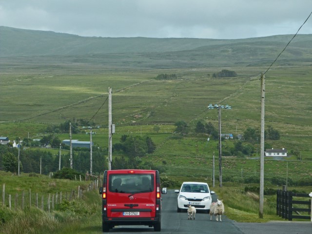 Schafe blockieren in einer grünen Hügellandschaft eine Straße in Donegal, Irland