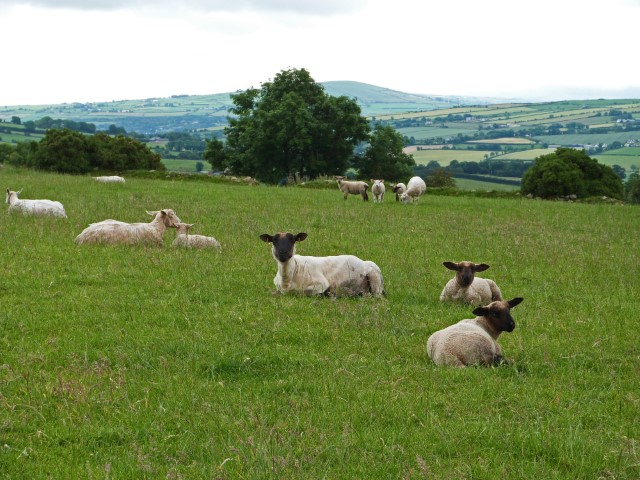 Geschorene Schafe auf einer Weide mit Blick über grüne Hügel in Donegal, Irland