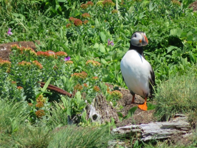 Papageientaucher in grünem Gras, Neufundland