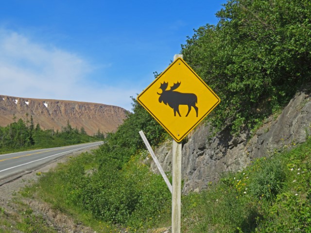 Gelbes Straßenschild mit schwarzem Elch darauf im Gros Morne Nationalpark Neufundland