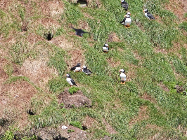 Viele Papageientaucher auf einem grünen Abhang, Neufundland