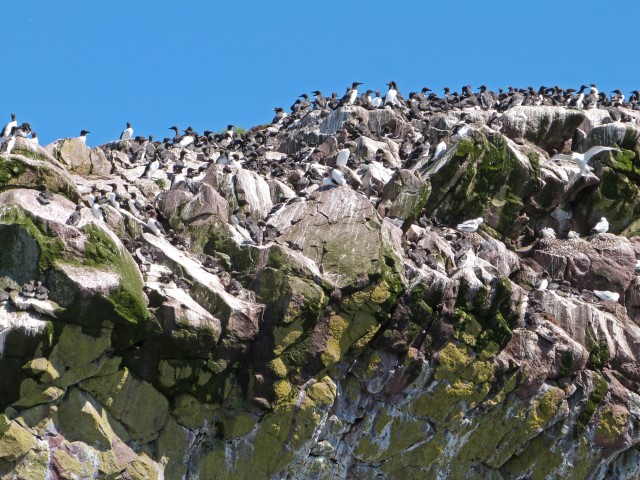 Hunderte von schwarz-weißen Vögeln sitzen auf einer Klippe, Neufundland