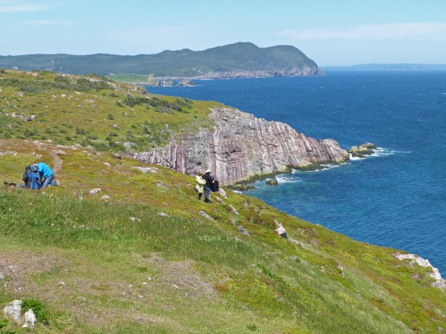 Blick vom Ferryland Lighthouse über die grünen Klippen und den Atlantik, Neufundland