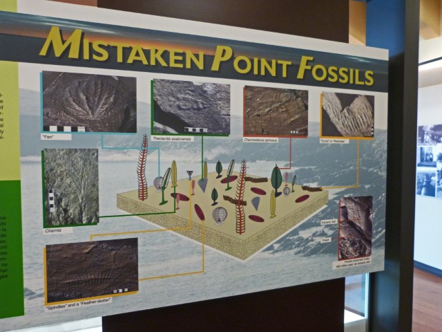 Schild, das Fossilien erklärt und Aufschrift Mistaken Point Fossils