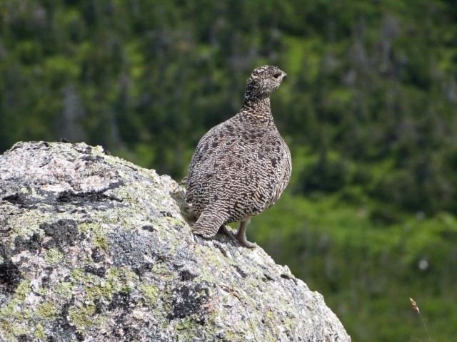 Grau-schwarzer Wildvogel auf einem Stein, Gros Morne Nationalpark Neufundland