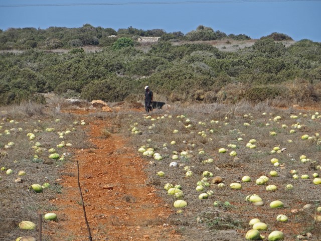 Bauer auf einem Feld mit großen Honigmelonen in Südzypern