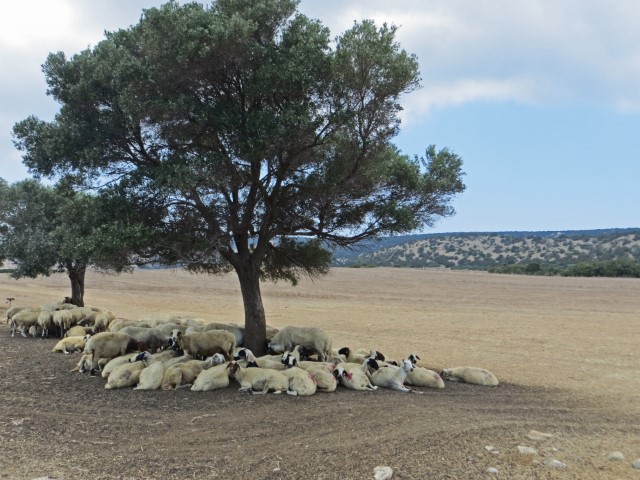 Schafe sammeln sich unter einem Baum auf der Karpaz Halbinsel, Nordzypern