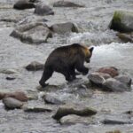 Bär in einem Fluss in Hokkaido, Japan