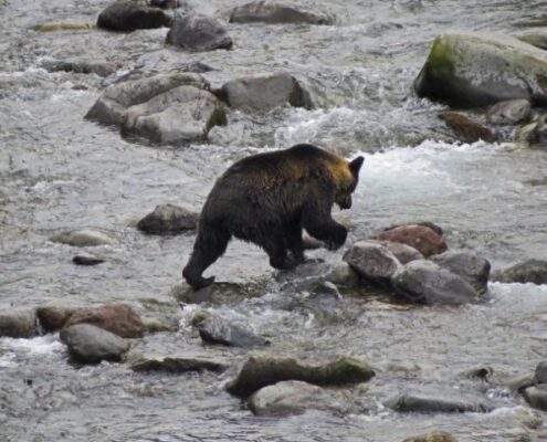 Bär in einem Fluss in Hokkaido, Japan