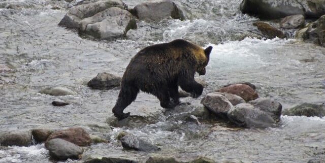 Bär in einem Fluss in Hokkaido, Japan