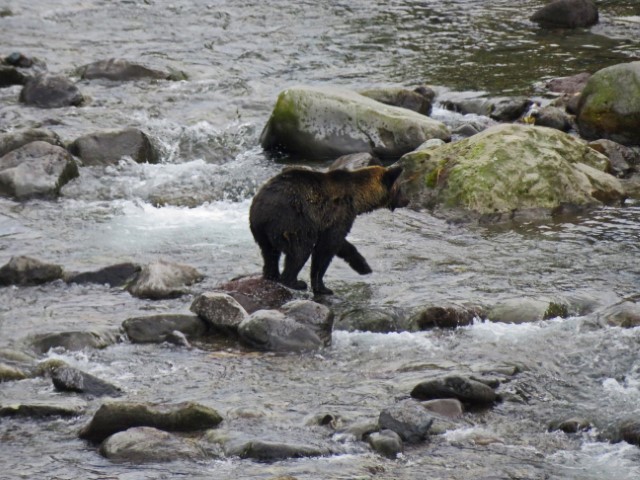 Bär spaziert über Steine durch einen Fluss, Hokkaido, Japan