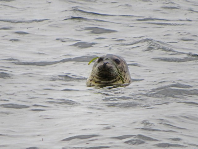 Robbe im Wasser mit Grünzeug auf der Nase, Hokkaido, Japan