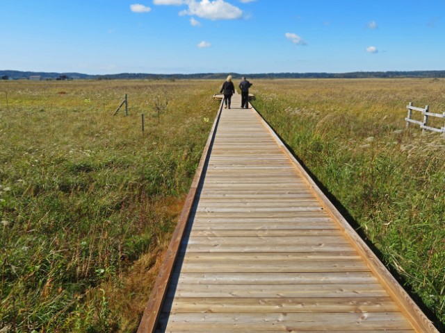 Langer Steg führt hinein ins grüne Kiritappu Feuchtgebiet, Hokkaido, Japan 