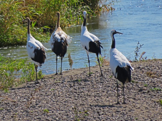 Vier langbeinige schwarz-weiße Vögel am Ufer, Hokkaido, Japan