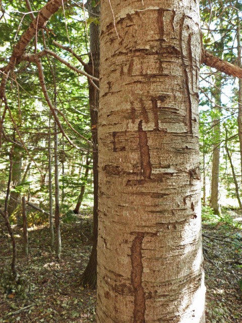 Baumstamm mit Kratzspuren von Bären daran, Hokkaido, Japan