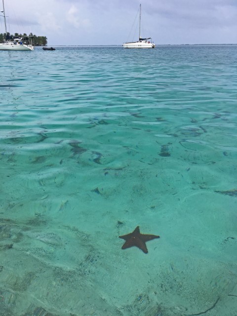 Türkisfarbenes Wasser und Seestern darin auf den San Blas Inseln Panama