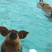 Schweine im türkisen Wasser auf den Exuma-Inseln Bahamas