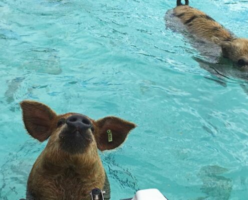 Schweine im türkisen Wasser auf den Exuma-Inseln Bahamas