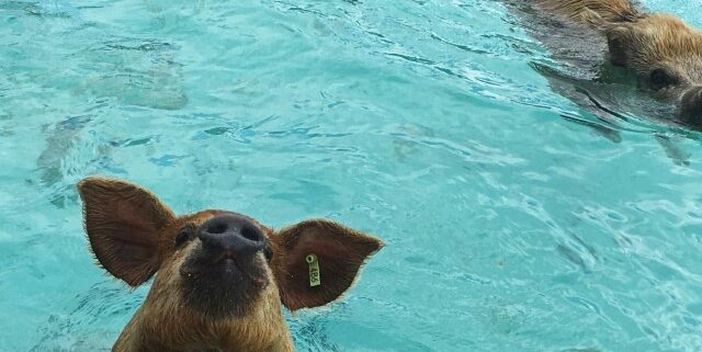 Schweine im türkisen Wasser auf den Exuma-Inseln Bahamas