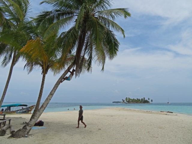 Mann klettert auf den San Blas Inseln Panama an einem Strand eine Kokospalme rauf