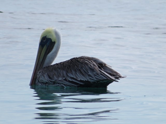 Pelikan im Wasser