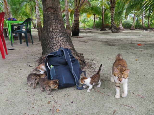 Katzenmutter und ihre Jungen wuseln um einen schwarzen Rucksack herum