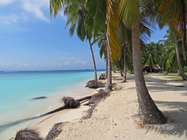 Palmenstrand auf Isla Chichime mit türkisem Wasser, San Blas Inseln Panama