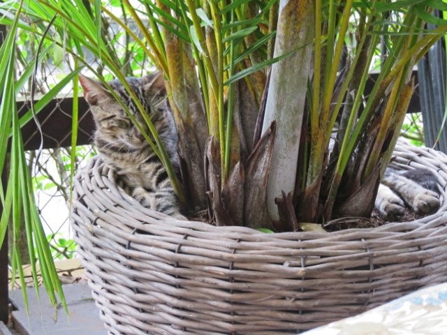 Katze schläft in einem Blumentopf