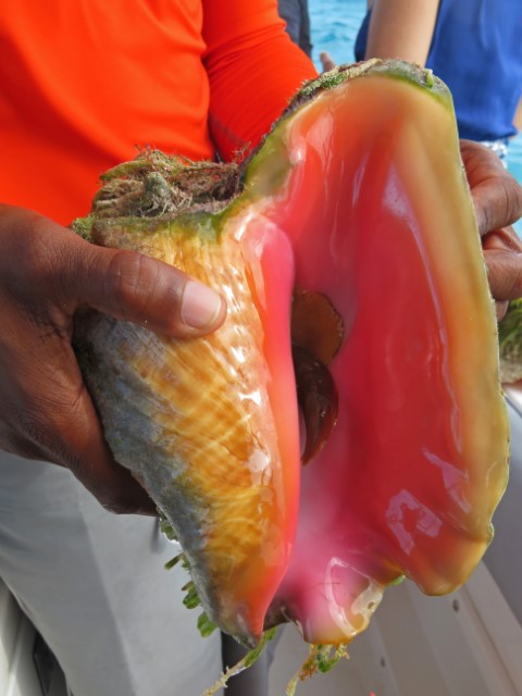 Riesige Conch Muschel mit rosa Innenseite auf den Bahamas