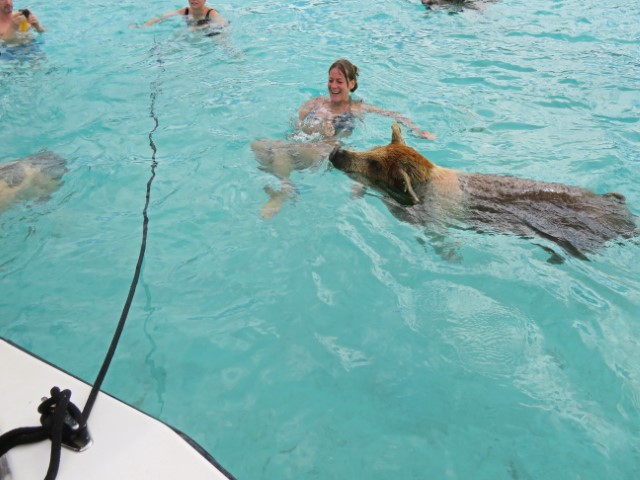 Lachende junge Frau schwimmt mit Schweinen auf Exuma Bahamas