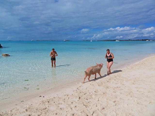 Schwein auf Exuma Bahamas folgt einer Frau im Badeanzug