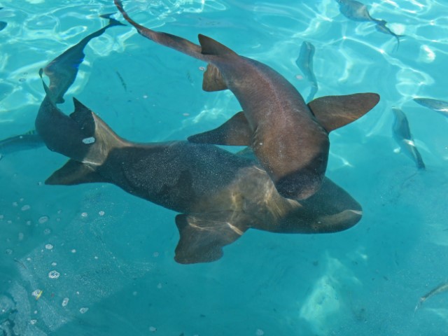 Ammenhaie im türkisen Wasser in Compass Bay Bahamas