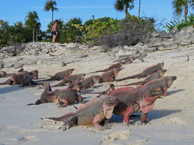 Viele Leguane stehen auf einem Strand auf Exuma Bahamas