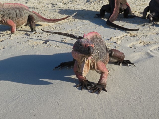 Rot-schwarzer Leguan auf einem Strand auf Exuma Bahamas