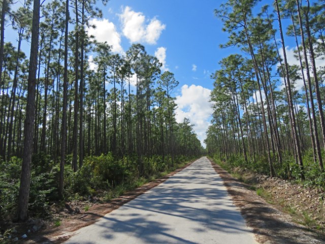 Weg zwischen hohen Bäumen auf Andros Bahamas