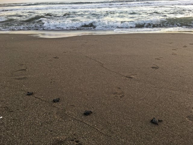 Mehrere Babyschildkröten laufen auf dem Sand Richtung Wasser.