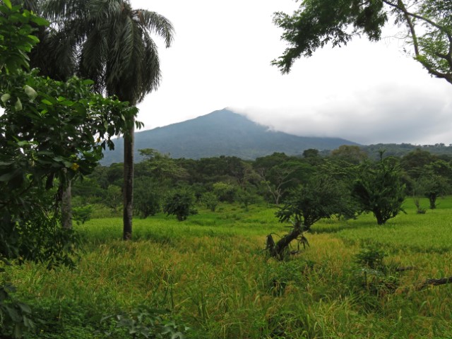 Blick über ein grünes Feld mit Palmen zum Vulkan Concepción in Nicaragua