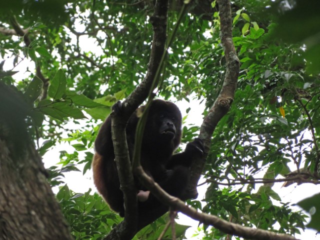 Brüllaffe in einem Baum auf Ometepe Nicaragua