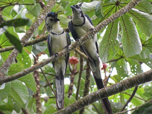 Vögel mit weißem Bauch und blauen Huben auf Ometepe Nicaragua