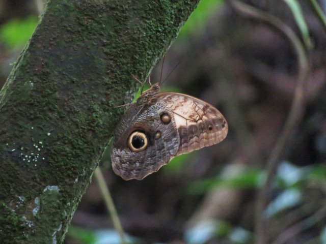 Schmetterling mit Auge auf dem äußeren Flügel an Baum in Nicaragua